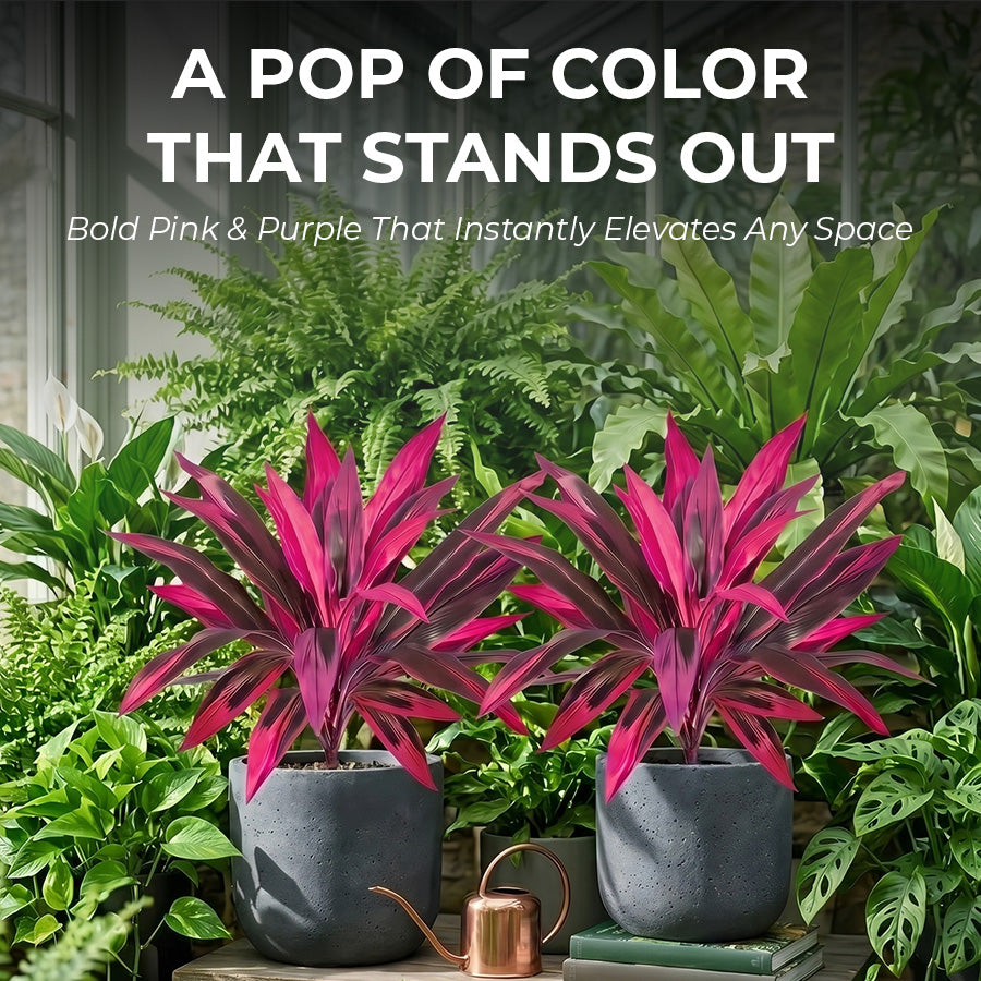 🔥 Last Day 50% OFF 🔥 2Pcs Artificial Boston Fern & Dragon's Blood Tree Plants