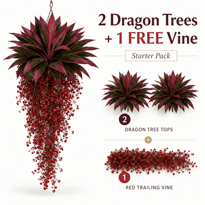 2 Dragon Trees + 1 FREE Vine