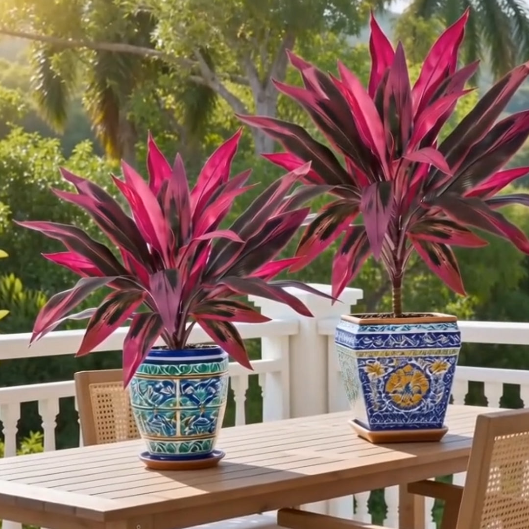 🔥 Last Day 50% OFF 🔥 2Pcs Artificial Boston Fern & Dragon's Blood Tree Plants